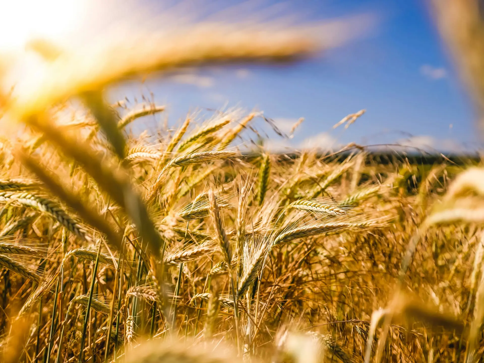 Sustainable Agriculture