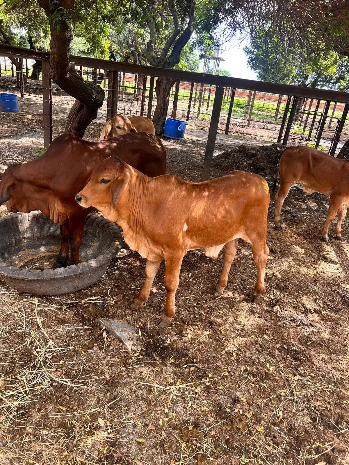 Cattle Breeding