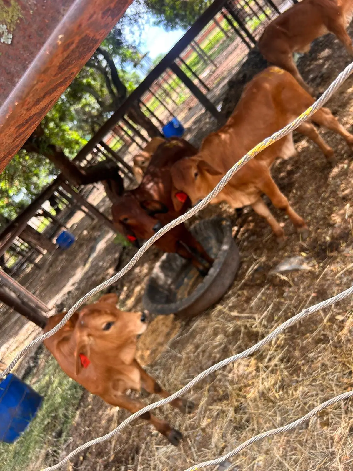 Cattle Breeding