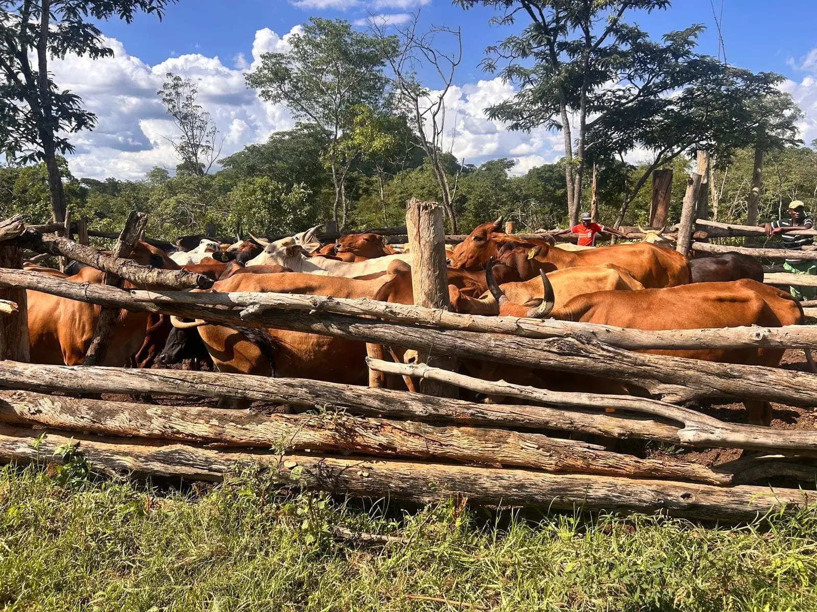 Cattle Breeding